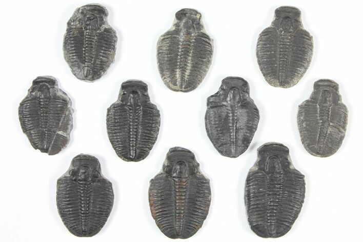 Lot: - Elrathia Trilobite Molt Fossils - Pieces #92100